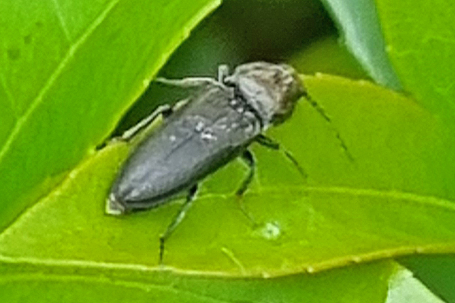 Ectinus aterrimus